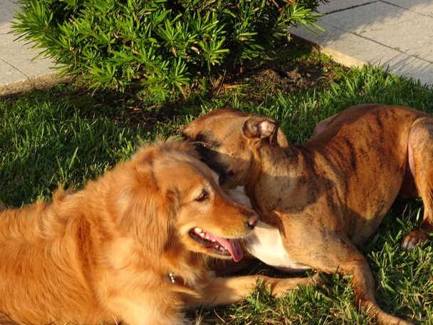 cães lutando no quintal ao pôr do sol
 - Foto, Imagem