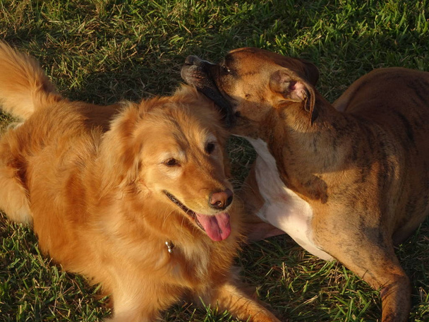 perros luchando en el patio al atardecer
 - Foto, Imagen