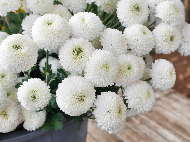 白の菊はタイのチェンマイ チェンマイ ヒルに生花の花束. - 写真・画像