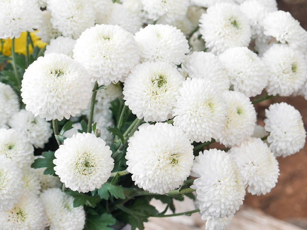 De witte chrysant is een boeket verse bloemen op heuvel van Chiang Mai in Thailand. - Foto, afbeelding