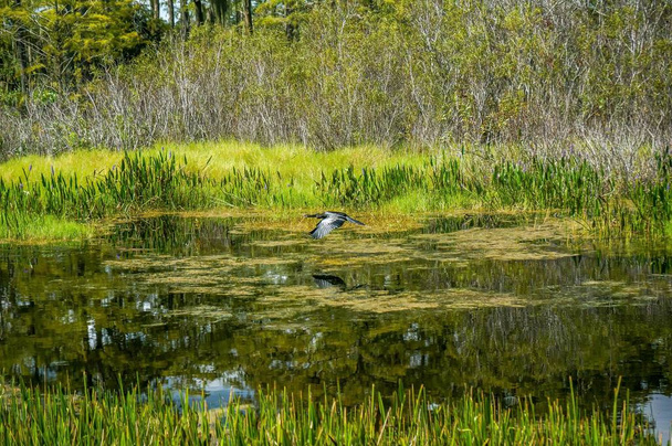 anhinga czarny wąż ptak polowanie na bagnach - Zdjęcie, obraz