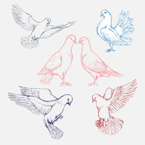 Hand-drawn set of pigeons in different poses.  Engraving art. bird for banner and advertising by cross hatching, contour hatching pen ink sketch drawing technique.Use tecnicial handle. Vecto - Vektör, Görsel