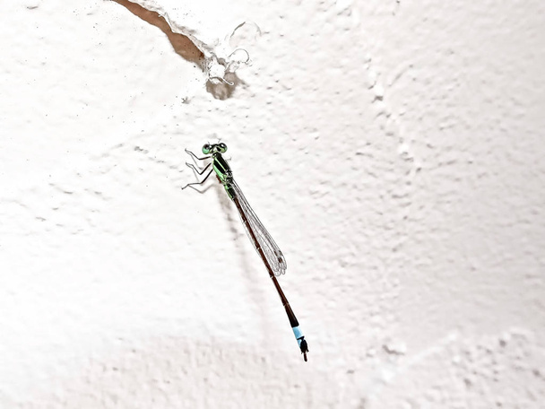 крошечная стрекоза (Ischnura senegalensis) на белой стене
 - Фото, изображение