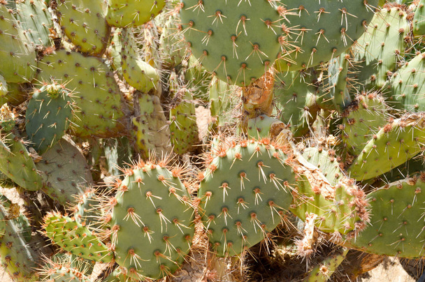 緑とげのある天然メキシコ ホット新鮮な強い美しい砂漠のサボテンとげと砂のテクスチャです。バック グラウンド - 写真・画像