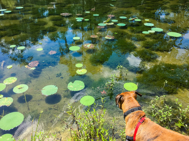 boxer dog looking at clear water in a pond with lily pads - Photo, Image