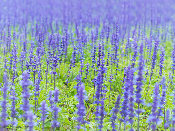 Blauwe Salvia bloemen veld in het park. Zomer of lente seizoen achtergrond. - Foto, afbeelding