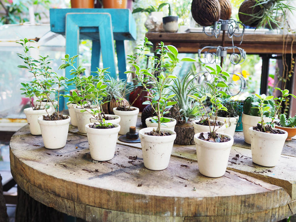 Group of white small flower pots for plantation on wooden table in the garden. - Photo, Image
