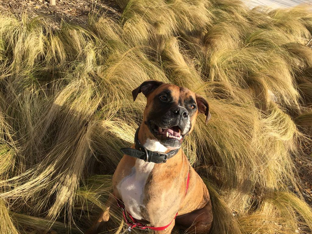 Собака-боксер играет на поле золотой травы
 - Фото, изображение
