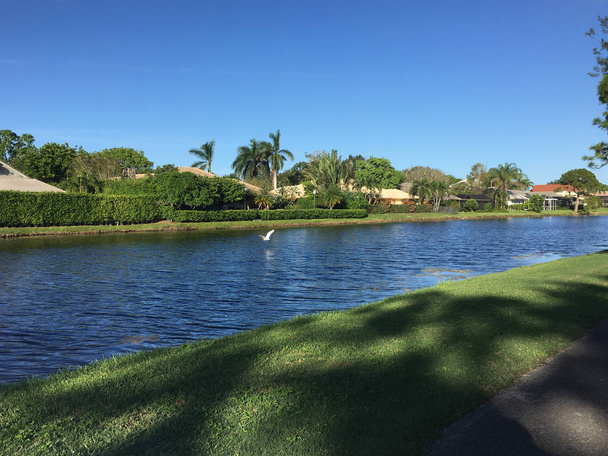 Ибис и цапли, летающие в болотах Флориды
 - Фото, изображение