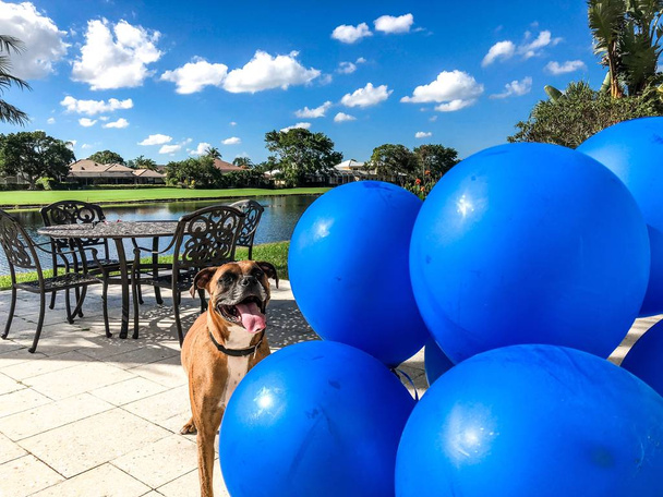 Hund und Geburtstagsballons - Foto, Bild