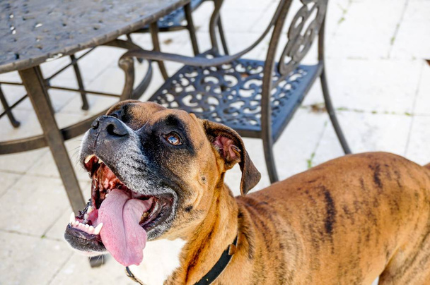 幸せな犬は舌を突き出るし、prances - 写真・画像