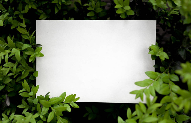 Diseño creativo hecho de hojas verdes con nota de tarjeta de papel. Acostado. Concepto de naturaleza
 - Foto, imagen
