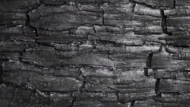 καμένο ξύλο μακροεντολής - Πλάνα, βίντεο