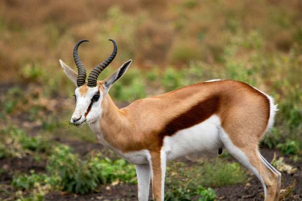 Springbok antelope, safari, South Africa - Photo, Image