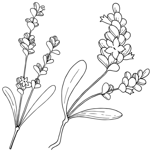 Vector lavender wildflower in a vector style isolated. - Vector, Image