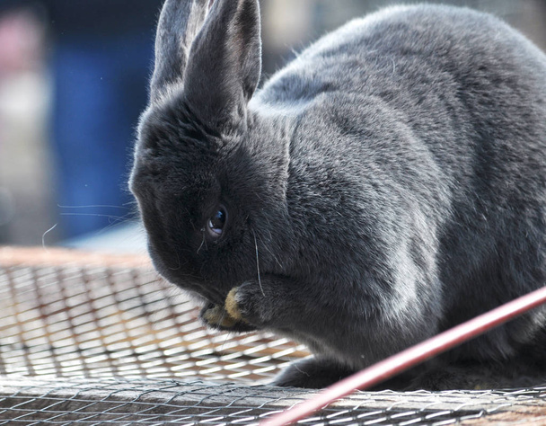 Breed rabbits at exhibition and sale animal  - Photo, Image