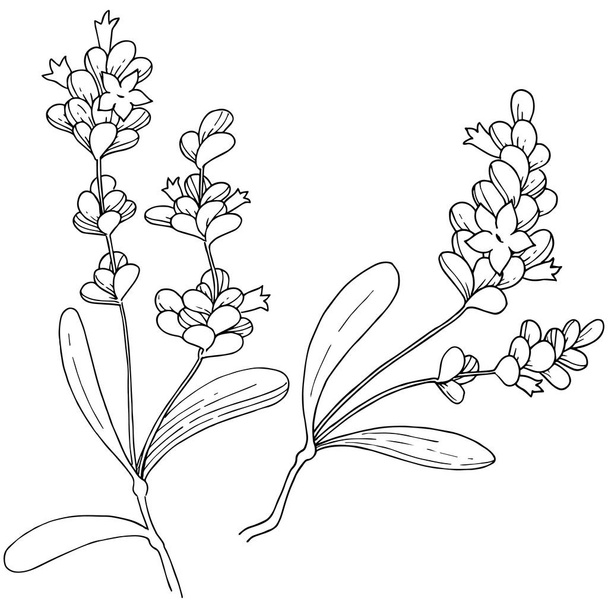 Vector lavender wildflower in a vector style isolated. - Vektör, Görsel
