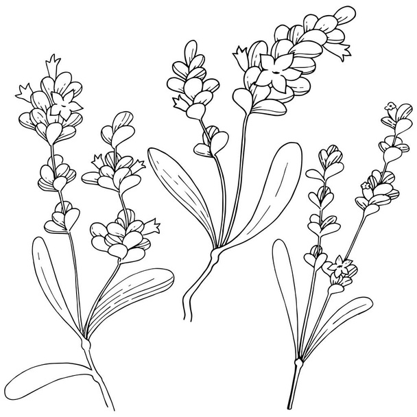 Векторный лавандовый дикий цветок в векторном стиле изолирован
. - Вектор,изображение