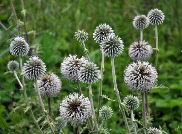 Inflorescence and stem echinops ritro, growing up in the wild - Photo, Image