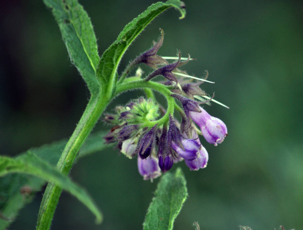 Цветение ценного лекарственного растения symphytum officinale
 - Фото, изображение