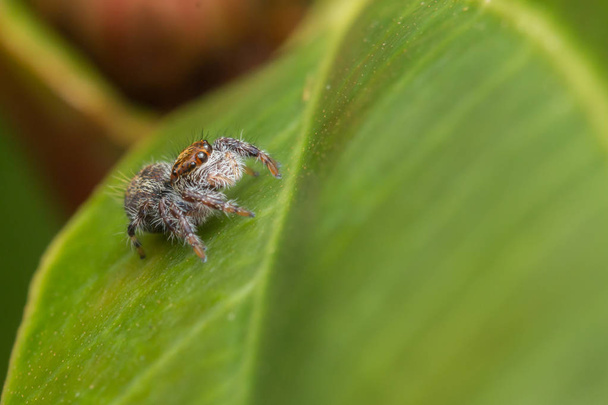 Detail Jumping Spider, skákání pavouk Borneo, skákání pavouk, krásné skákání pavouk - Fotografie, Obrázek