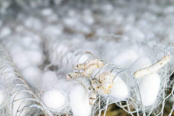 witte zijde cocoon met zijde worm - Foto, afbeelding