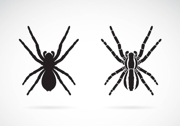Vector of spider on white background. Insect. Animal. Easy editable layered vector illustration. - Vector, Image