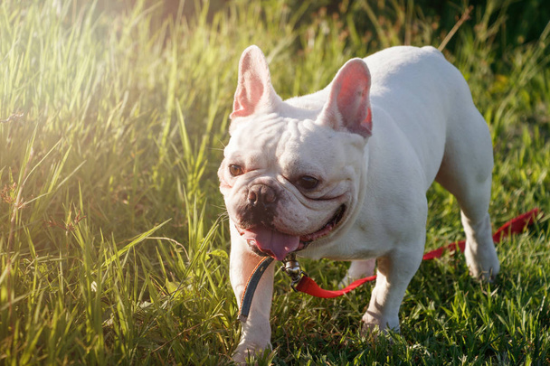 French bulldog with smiley faces walking on grass. Happy dog portrait with copy space. - Photo, Image