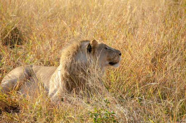 Lew w trawie, Republika Południowej Afryki - Zdjęcie, obraz