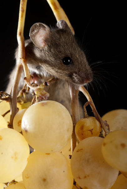 Myš jíst hrozny, Mus musculus - Fotografie, Obrázek
