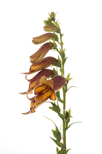 Digitalis obscura, on white background, flower - Photo, Image