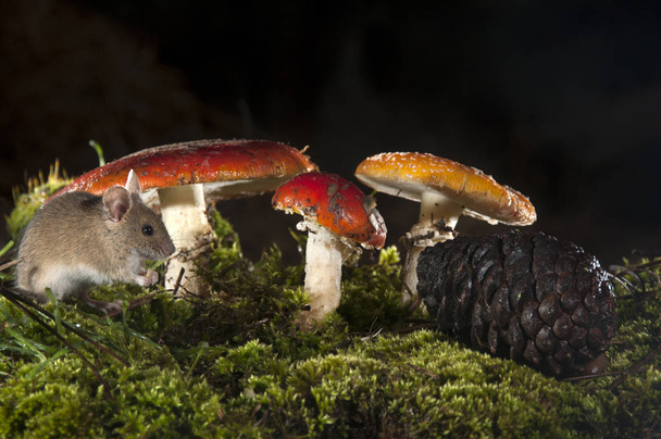 Bosmuis onder champignons, amanita muscaria, Apodemus sylvaticus - Foto, afbeelding