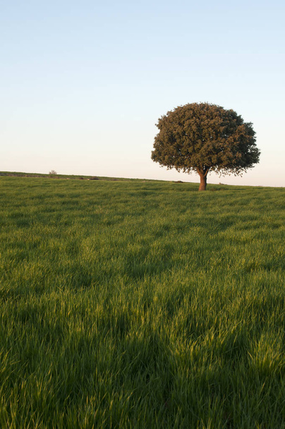 Holm roble en el campo de cereales verde, Quercus ilex
 - Foto, Imagen
