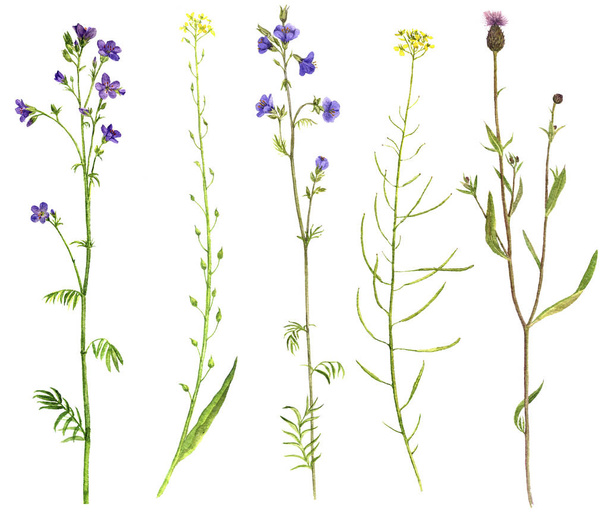 Set of watercolor flowers and plants - Fotoğraf, Görsel