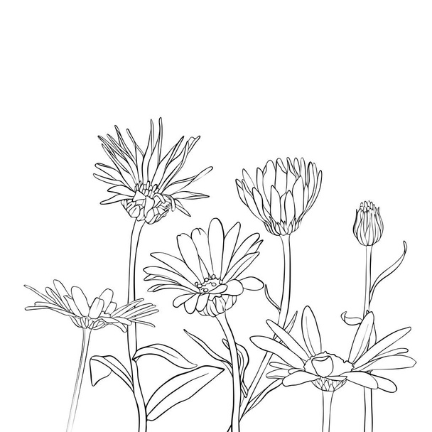 vector drawing daisy flowers - Вектор,изображение