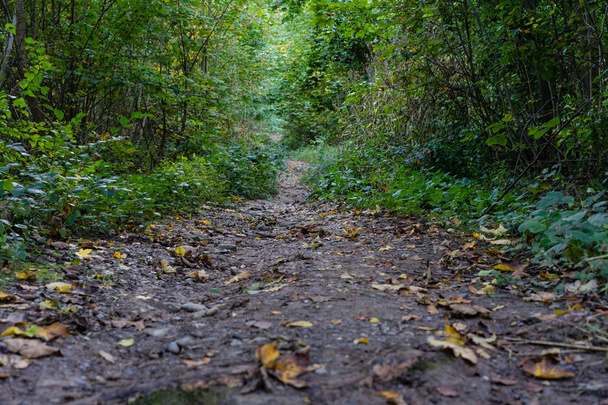 calle en bosque otoño vista carretera con hoja
 - Foto, Imagen
