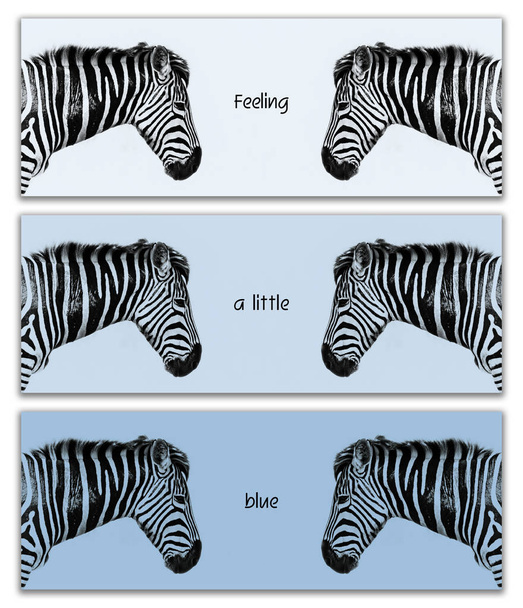 Trittico zebra. Tre striscioni orizzontali che mostrano la testa riflessa della zebra di profilo. Tavolozza dei colori di tre tonalità di blu con citazione Feeling little blue
.  - Foto, immagini
