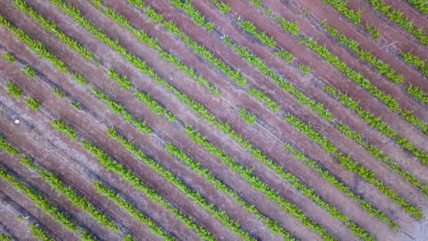 vue aérienne du vignoble de jour
  - Séquence, vidéo