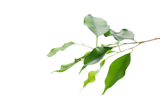 Green leaves  on background ,close up - Фото, зображення