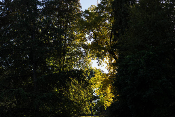φως που λάμπει μέσα από μεγάλα δέντρα στο πάρκο - Φωτογραφία, εικόνα