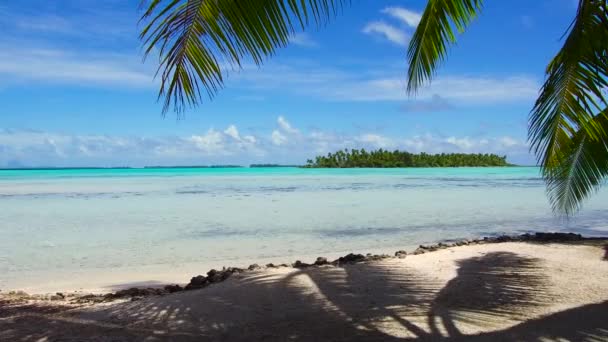 playa tropical con palmera en la polinesia francesa
 - Imágenes, Vídeo