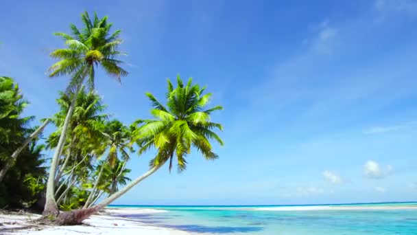 フランス領ポリネシアのヤシの木と熱帯のビーチ - 映像、動画
