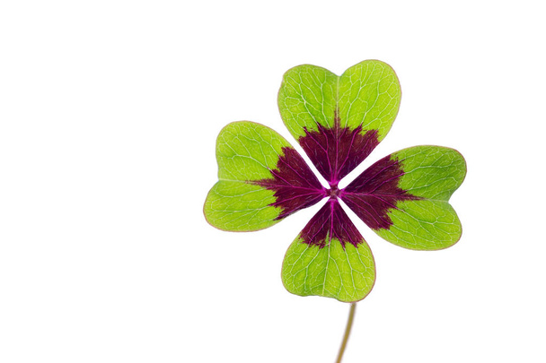Clover with four leaves isolated on white background - Photo, Image