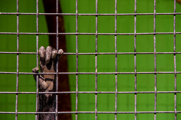 Рука животного за решеткой зоопарка это концептуальная фотография рабства
 - Фото, изображение