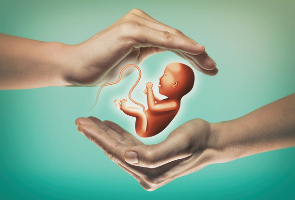 Dos manos sobre fondo verde con embrión en el centro
. - Foto, Imagen