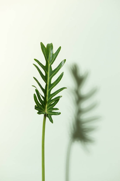green leaf summer minimal background with a space for a text, flat lay, view from above - Foto, Imagen