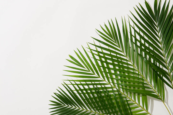 green leaves of palm tree on white background - Fotó, kép
