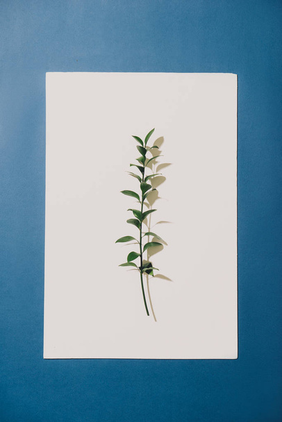 Twig with green leaf on white paper on blue background with copy space - Foto, Bild