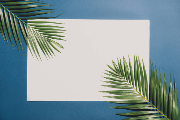 Hojas de palma tropical sobre fondo blanco con borde azul. Naturaleza mínima. Estilo Verano. Puesta plana
. - Foto, Imagen