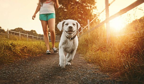 Camminare una giovane donna con cane al tramonto accanto a un paddock - Labrador cucciolo in esecuzione con bel viso
 - Foto, immagini